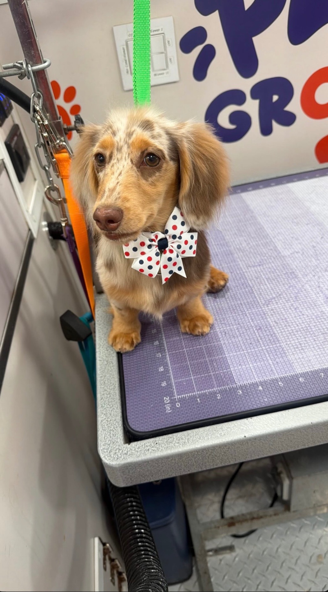 Dachshund with polka-dot bow in the grooming van