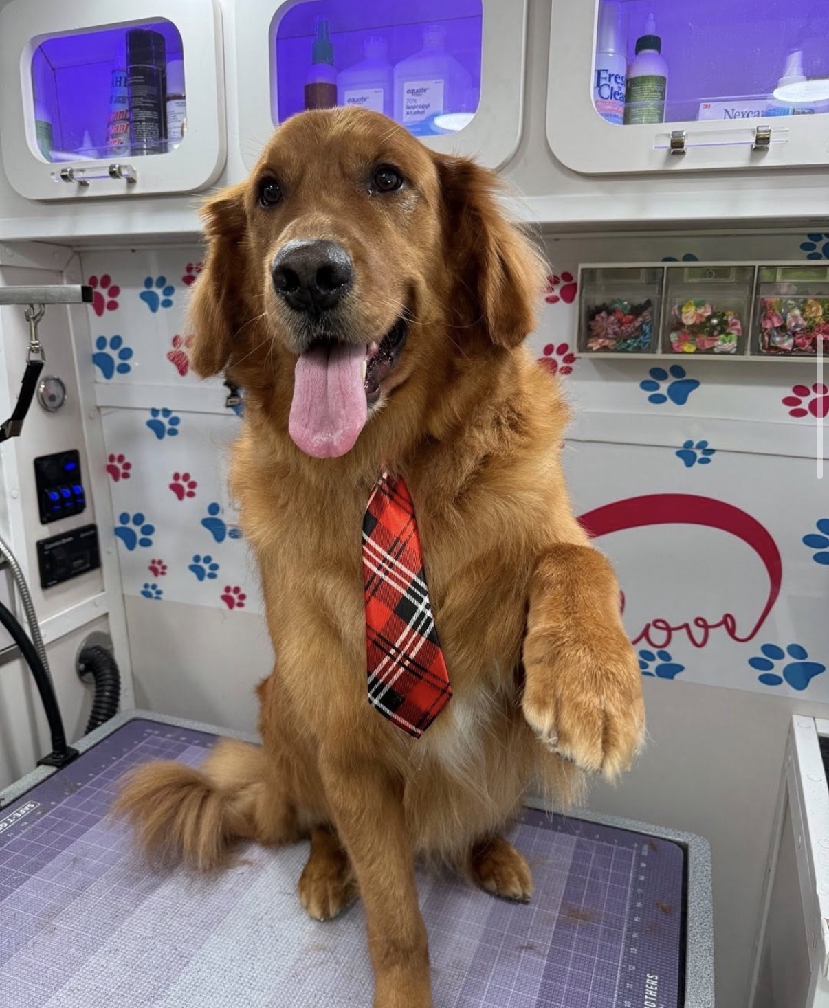 Golden retriever in a plaid tie after grooming