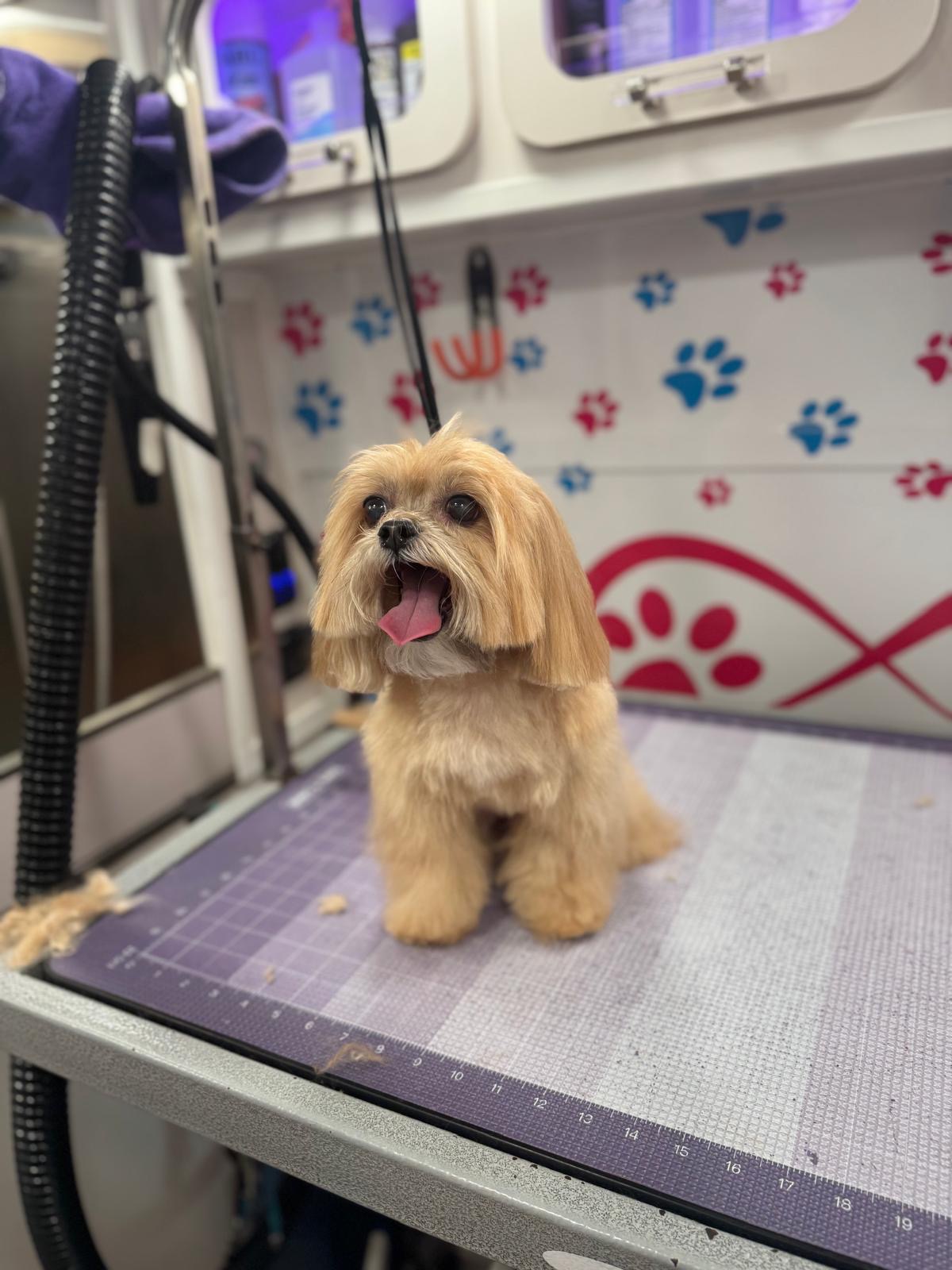 Freshly groomed shih tzu on the grooming table