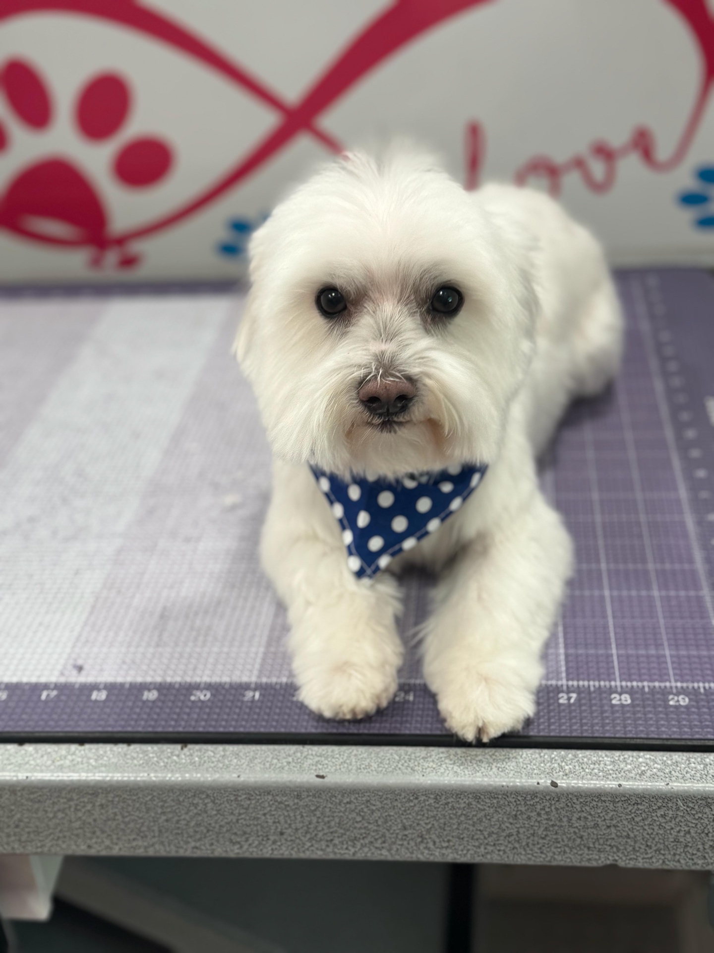 Fluffy white maltese with polka-dot bandana on the grooming table