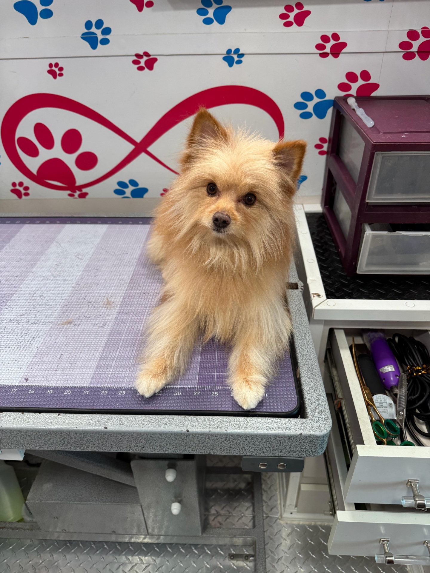Fluffy pomeranian on the grooming table